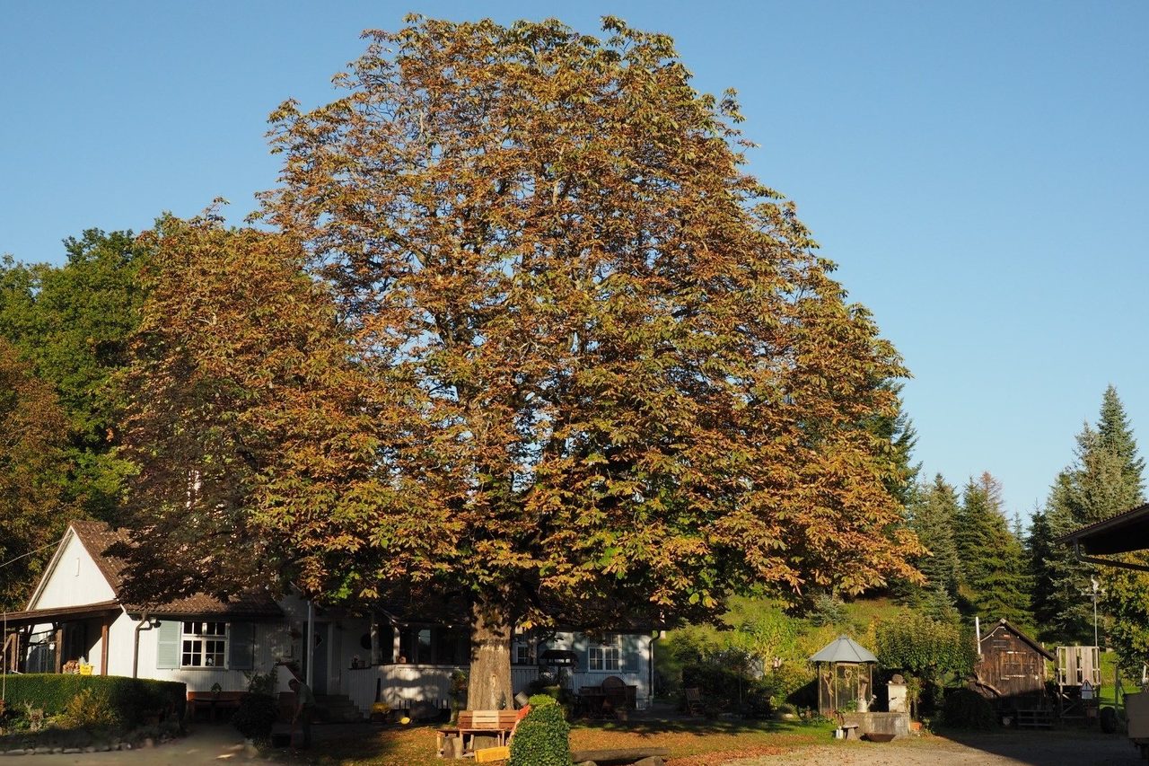 Die Kastanie im goldbraunen Herbstlaub im Abendlicht